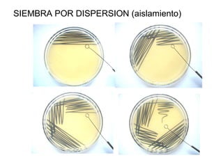 SIEMBRA POR DISPERSION (aislamiento)
 