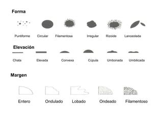 Forma
Puntiforme Circular Filamentosa Irregular Rizoide Lanceolada
Chata Elevada Convexa Cúpula Umbonada Umbilicada
Elevación
Margen
Entero Ondulado Lobado Ondeado Filamentoso
 