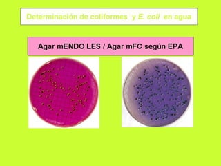 Cultivo bacteriano 2005..