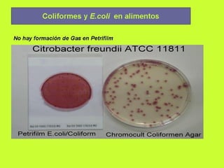 Cultivo bacteriano 2005..