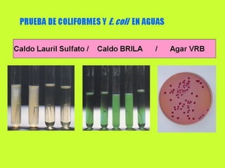 Cultivo bacteriano 2005..