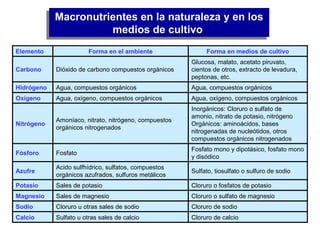 Macronutrientes en la naturaleza y en los
medios de cultivo
Macronutrientes en la naturaleza y en los
medios de cultivo
Cloruro de calcioSulfato u otras sales de calcioCalcio
Cloruro de sodioCloruro u otras sales de sodioSodio
Cloruro o sulfato de magnesioSales de magnesioMagnesio
Cloruro o fosfatos de potasioSales de potasioPotasio
Sulfato, tiosulfato o sulfuro de sodio
Acido sulfhídrico, sulfatos, compuestos
orgánicos azufrados, sulfuros metálicos
Azufre
Fosfato mono y dipotásico, fosfato mono
y disódico
FosfatoFósforo
Inorgánicos: Cloruro o sulfato de
amonio, nitrato de potasio, nitrógeno
Orgánicos: aminoácidos, bases
nitrogenadas de nucleótidos, otros
compuestos orgánicos nitrogenados
Amoníaco, nitrato, nitrógeno, compuestos
orgánicos nitrogenados
Nitrógeno
Agua, oxígeno, compuestos orgánicosAgua, oxígeno, compuestos orgánicosOxígeno
Agua, compuestos orgánicosAgua, compuestos orgánicosHidrógeno
Glucosa, malato, acetato piruvato,
cientos de otros, extracto de levadura,
peptonas, etc.
Dióxido de carbono compuestos orgánicosCarbono
Forma en medios de cultivoForma en el ambienteElemento
 