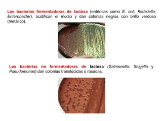 Las bacterias no fermentadoras de lactosa (Salmonella, Shigella y
Pseudomonas) dan colonias translúcidas o rosadas.
Las bacterias fermentadoras de lactosa (entéricas como E. coli, Klebsiella,
Enterobacter), acidifican el medio y dan colonias negras con brillo verdoso
(metálico).
 