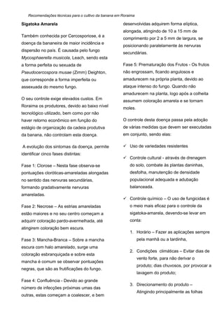Recomendações técnicas para o cultivo da banana em Roraima
Sigatoka Amarela
Também conhecida por Cercosporiose, é a
doença da bananeira de maior incidência e
dispersão no país. È causada pelo fungo
Mycosphaerella musicola, Leach, sendo esta
a forma perfeita ou sexuada de
Pseudocercospora musae (Zimm) Deighton,
que corresponde a forma imperfeita ou
assexuada do mesmo fungo.
O seu controle exige elevados custos. Em
Roraima os produtores, devido ao baixo nível
tecnológico utilizado, bem como por não
haver retorno econômico em função do
estágio de organização da cadeia produtiva
da banana, não controlam esta doença.
A evolução dos sintomas da doença, permite
identificar cinco fases distintas:
Fase 1: Clorose – Nesta fase observa-se
pontuações cloróticas-amareladas alongadas
no sentido das nervuras secundárias,
formando gradativamente nervuras
amareladas.
Fase 2: Necrose – As estrias amareladas
estão maiores e no seu centro começam a
adquirir coloração pardo-avermelhada, até
atingirem coloração bem escura.
Fase 3: Mancha-Branca – Sobre a mancha
escura com halo amarelado, surge uma
coloração esbranquiçada e sobre esta
mancha é comum se observar pontuações
negras, que são as frutificações do fungo.
Fase 4: Confluência - Devido ao grande
número de infecções próximas umas das
outras, estas começam a coalescer, e bem
desenvolvidas adquirem forma elíptica,
alongada, atingindo de 10 a 15 mm de
comprimento por 2 a 5 mm de largura, se
posicionando paralelamente às nervuras
secundárias.
Fase 5: Prematuração dos Frutos - Os frutos
não engrossam, ficando angulosos e
amadurecem na própria planta, devido ao
ataque intenso do fungo. Quando não
amadurecem na planta, logo após a colheita
assumem coloração amarela e se tornam
moles.
O controle desta doença passa pela adoção
de várias medidas que devem ser executadas
em conjunto, sendo elas:
 Uso de variedades resistentes
 Controle cultural - através de drenagem
do solo, combate às plantas daninhas,
desfolha, manutenção de densidade
populacional adequada e adubação
balanceada.
 Controle químico – O uso de fungicidas é
o meio mais eficaz para o controle da
sigatoka-amarela, devendo-se levar em
conta:
1. Horário – Fazer as aplicações sempre
pela manhã ou a tardinha,
2. Condições climáticas – Evitar dias de
vento forte, para não derivar o
produto; dias chuvosos, por provocar a
lavagem do produto;
3. Direcionamento do produto –
Atingindo principalmente as folhas
 