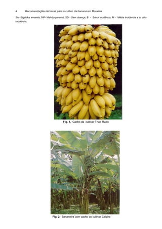 Recomendações técnicas para o cultivo da banana em Roraima
SA- Sigatoka amarela; MP- Mal-do-panamá; SD - Sem doença; B - Baixa incidência; M - Média incidência e A: Alta
incidência.
Fig. 1. Cacho da cultivar Thap Maeo
Fig. 2. Bananeira com cacho do cultivar Caipira
4
 