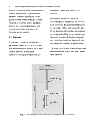 Recomendações técnicas para o cultivo da banana em Roraima
Para a utilização de herbicidas seletivos ou
mistura de herbicidas, o produtor deve
observar a área de aplicação e tipo da
planta daninha (folhas largas ou estreitas) .
Portanto, recomenda-se que o produtor
procure um técnico especializado para
recomendar o tipo e a dosagem do
herbicida para o produtor.
6.2. Desbaste
O desbaste consiste na eliminação do
excesso de rebentos, já que a bananeira
tem a capacidade de produzir um número
variável de filhos. Esta prática
desempenha um papel importante que
concerne à produção e a vida útil do
bananal
Recomenda-se conduzir a cultura,
deixando apenas três plantas por touceira.
Esta eliminação deve ser realizada quando
os rebentos ou filhos estiverem entre 20 e
30 cm de altura, eliminando a gema apical
de crescimento utilizando um equipamento
chamado “lurdinha”. Esta etapa depende
das condições climáticas, da situação do
mercado e de questões de oportunidade.
De modo geral, a prática do desbaste deve
ser realizada aos quatro, seis e dez meses
após o plantio.
7
Fig. 3. Desbastador de mudas de bananeira, muito conhecido por “Lurdinha”.
 