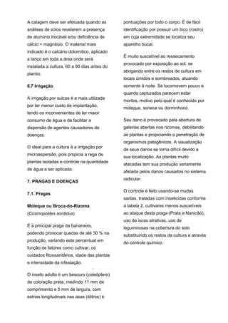 A calagem deve ser efetuada quando as
análises de solos revelarem a presença
de alumínio trocável e/ou deficiência de
cálcio + magnésio. O material mais
indicado é o calcário dolomítico, aplicado
a lanço em toda a área onde será
instalada a cultura, 60 a 90 dias antes do
plantio.
6.7 Irrigação
A irrigação por sulcos é a mais utilizada
por ter menor custo de implantação,
tendo os inconvenientes de ter maior
consumo de água e de facilitar a
dispersão de agentes causadores de
doenças.
O ideal para a cultura é a irrigação por
microaspersão, pois propicia a rega de
plantas isoladas e controle na quantidade
de água a ser aplicada.
7. PRAGAS E DOENÇAS
7.1. Pragas
Moleque ou Broca-do-Rizoma
(Cosmopolites sordidus)
É a principal praga da bananeira,
podendo provocar quedas de até 30 % na
produção, variando este percentual em
função de fatores como cultivar, os
cuidados fitossanitários, idade das plantas
e intensidade da infestação.
O inseto adulto é um besouro (coleóptero)
de coloração preta, medindo 11 mm de
comprimento e 5 mm de largura, com
estrias longitudinais nas asas (élitros) e
pontuações por todo o corpo. É de fácil
identificação por possuir um bico (rostro)
em cuja extremidade se localiza seu
aparelho bucal.
É muito suscetível ao ressecamento
provocado por exposição ao sol, se
abrigando entre os restos de cultura em
locais úmidos e sombreados, atuando
somente á noite. Se locomovem pouco e
quando capturados parecem estar
mortos, motivo pelo qual é conhecido por
moleque, soneca ou dorminhoco.
Seu dano é provocado pela abertura de
galerias abertas nos rizomas, debilitando
as plantas e propiciando a penetração de
organismos patogênicos. A visualização
de seus danos se torna difícil devido a
sua localização. As plantas muito
atacadas tem sua produção seriamente
afetada pelos danos causados no sistema
radicular.
O controle é feito usando-se mudas
sadias, tratadas com inseticidas conforme
a tabela 2, cultivares menos suscetíveis
ao ataque desta praga (Prata e Nanicão),
uso de iscas atrativas, uso de
leguminosas na cobertura do solo
substituindo os restos da cultura e através
do controle químico.
 