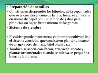  Preparación de semillas
 Consistes en desprender los hijuelos, de la cepa madre
que se encuentra encima de la raíz, luego se almacena
en bolsas de papel por un tiempo de 5 días para
propiciar un ligero brota miento de las yemas.
 Sistema de siembra
 El cultivo puede mantenerse como monocultivo y bajo
el sistema asociado, que consiste en plantar un surco
de chago y otro de maíz, frijol o calabaza.
 También se asocia con llacon, arracacha, rocoto y
plantas ornamentales cuando se cultiva en pequeños
huertos familiares.
 