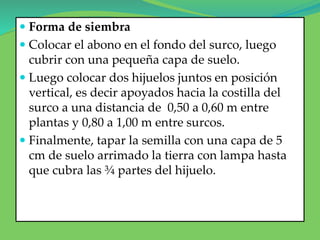  Forma de siembra
 Colocar el abono en el fondo del surco, luego
cubrir con una pequeña capa de suelo.
 Luego colocar dos hijuelos juntos en posición
vertical, es decir apoyados hacia la costilla del
surco a una distancia de 0,50 a 0,60 m entre
plantas y 0,80 a 1,00 m entre surcos.
 Finalmente, tapar la semilla con una capa de 5
cm de suelo arrimado la tierra con lampa hasta
que cubra las ¾ partes del hijuelo.
 