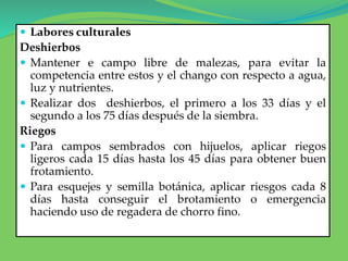  Labores culturales
Deshierbos
 Mantener e campo libre de malezas, para evitar la
competencia entre estos y el chango con respecto a agua,
luz y nutrientes.
 Realizar dos deshierbos, el primero a los 33 días y el
segundo a los 75 días después de la siembra.
Riegos
 Para campos sembrados con hijuelos, aplicar riegos
ligeros cada 15 días hasta los 45 días para obtener buen
frotamiento.
 Para esquejes y semilla botánica, aplicar riesgos cada 8
días hasta conseguir el brotamiento o emergencia
haciendo uso de regadera de chorro fino.
 