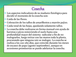 Cosecha
 Los aspectos indicadores de su madures fisiológica para
decidir el momento de la cosecha son:
 Caída de las flores.
 Coloración de los tallos de amarillentos a marrón pajizo.
 Caída total de las hojas, quedando solamente tallos.
 La cosecha debe realizarse en forma manual con ayuda de
barretas o picos removiendo el suelo hasta una
profundidad mayor del sistema radicular a fin de no
malograrlos, luego retirar con las manos toda la planta,
procurando que ninguna raíz se malogre. La cosecha se
realiza a los 220-260 días, que coincide durante los meses
de escasez de papa (agosto-septiembre), aunque en
accesiones promisorias se puede adelantar la cosecha.
 
