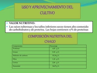  VALOR NUTRITIVO:
 Las raíces tuberosas y los tallos inferiores secos tienen alto contenido
de carbohidratos y de proteína. Las hojas contienen 17% de proteínas
USOY APROVECHAMIENTODEL
CULTIVO
COMPOSICIÓN NUTRITIVADEL
CHAGO
Conponentes Porcentaje
Proteinas 4,05 g %
Grasas 0,34 g %
Hidratos de carbono 55,34 g %
Fibra 1,34 g %
Ceniza 2,06 g %
Humedad 36,87 g %
 