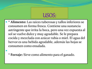 USOS:
 * Alimento: Las raíces tuberosas y tallos inferiores se
consumen en forma fresca. Contiene una sustancia
astringente que irrita la boca, pero una vez expuesta al
sol se vuelve dulce y muy agradable. Se le prepara
cocida y mezclada con azúcar rubia o miel. El agua del
hervor es una bebida agradable, además las hojas se
consumen como ensalada.

* Forraje: Sirve como alimento para el ganado.
 