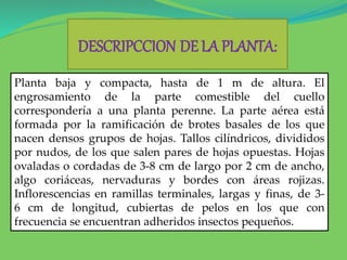 Planta baja y compacta, hasta de 1 m de altura. El
engrosamiento de la parte comestible del cuello
correspondería a una planta perenne. La parte aérea está
formada por la ramificación de brotes basales de los que
nacen densos grupos de hojas. Tallos cilíndricos, divididos
por nudos, de los que salen pares de hojas opuestas. Hojas
ovaladas o cordadas de 3-8 cm de largo por 2 cm de ancho,
algo coriáceas, nervaduras y bordes con áreas rojizas.
Inflorescencias en ramillas terminales, largas y finas, de 3-
6 cm de longitud, cubiertas de pelos en los que con
frecuencia se encuentran adheridos insectos pequeños.
DESCRIPCCION DE LA PLANTA:
 