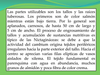 Las partes utilizables son los tallos y las raíces
tuberosas. Los primeros son de color salmón
mientras están bajo tierra. Por lo general son
aplanados, carnosos, de hasta 50 cm de largo y
5 cm de ancho. El proceso de engrosamiento de
tallos y acumulación de sustancias nutritivas es
típico de las Nictagináceas: se debe a que la
actividad del cambium origina tejidos periféricos
irregulares hacia la parte exterior del tallo. Hacia el
centro se aprecian varias filas elípticas de vasos
aislados de xilema. El tejido fundamental es
parenquima con agua en abundancia, muchos
granos de almidón y poca fibra de color crema.
 