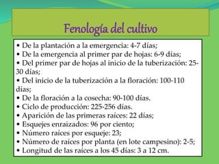 Fenología del cultivo
• De la plantación a la emergencia: 4-7 días;
• De la emergencia al primer par de hojas: 6-9 días;
• Del primer par de hojas al inicio de la tuberización: 25-
30 días;
• Del inicio de la tuberización a la floración: 100-110
días;
• De la floración a la cosecha: 90-100 días.
• Ciclo de producción: 225-256 días.
• Aparición de las primeras raíces: 22 días;
• Esquejes enraizados: 96 por ciento;
• Número raíces por esqueje: 23;
• Número de raíces por planta (en lote campesino): 2-5;
• Longitud de las raíces a los 45 días: 3 a 12 cm.
 