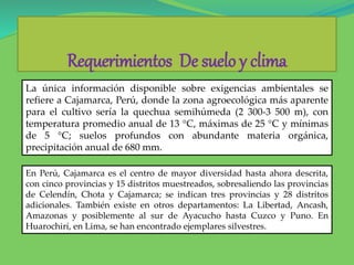 Requerimientos De suelo y clima
La única información disponible sobre exigencias ambientales se
refiere a Cajamarca, Perú, donde la zona agroecológica más aparente
para el cultivo sería la quechua semihúmeda (2 300-3 500 m), con
temperatura promedio anual de 13 °C, máximas de 25 °C y mínimas
de 5 °C; suelos profundos con abundante materia orgánica,
precipitación anual de 680 mm.
En Perú, Cajamarca es el centro de mayor diversidad hasta ahora descrita,
con cinco provincias y 15 distritos muestreados, sobresaliendo las provincias
de Celendín, Chota y Cajamarca; se indican tres provincias y 28 distritos
adicionales. También existe en otros departamentos: La Libertad, Ancash,
Amazonas y posiblemente al sur de Ayacucho hasta Cuzco y Puno. En
Huarochirí, en Lima, se han encontrado ejemplares silvestres.
 
