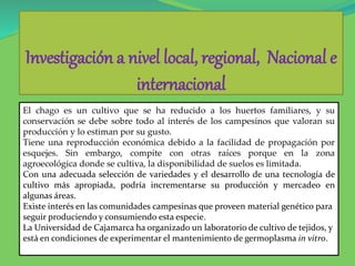 Investigación a nivel local, regional, Nacional e
internacional
El chago es un cultivo que se ha reducido a los huertos familiares, y su
conservación se debe sobre todo al interés de los campesinos que valoran su
producción y lo estiman por su gusto.
Tiene una reproducción económica debido a la facilidad de propagación por
esquejes. Sin embargo, compite con otras raíces porque en la zona
agroecológica donde se cultiva, la disponibilidad de suelos es limitada.
Con una adecuada selección de variedades y el desarrollo de una tecnología de
cultivo más apropiada, podría incrementarse su producción y mercadeo en
algunas áreas.
Existe interés en las comunidades campesinas que proveen material genético para
seguir produciendo y consumiendo esta especie.
La Universidad de Cajamarca ha organizado un laboratorio de cultivo de tejidos, y
está en condiciones de experimentar el mantenimiento de germoplasma in vitro.
 