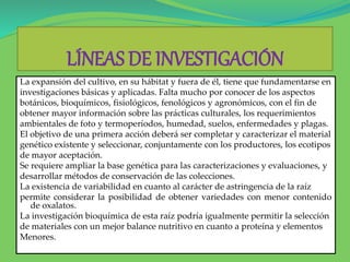 LÍNEAS DE INVESTIGACIÓN
La expansión del cultivo, en su hábitat y fuera de él, tiene que fundamentarse en
investigaciones básicas y aplicadas. Falta mucho por conocer de los aspectos
botánicos, bioquímicos, fisiológicos, fenológicos y agronómicos, con el fin de
obtener mayor información sobre las prácticas culturales, los requerimientos
ambientales de foto y termoperíodos, humedad, suelos, enfermedades y plagas.
El objetivo de una primera acción deberá ser completar y caracterizar el material
genético existente y seleccionar, conjuntamente con los productores, los ecotipos
de mayor aceptación.
Se requiere ampliar la base genética para las caracterizaciones y evaluaciones, y
desarrollar métodos de conservación de las colecciones.
La existencia de variabilidad en cuanto al carácter de astringencia de la raíz
permite considerar la posibilidad de obtener variedades con menor contenido
de oxalatos.
La investigación bioquímica de esta raíz podría igualmente permitir la selección
de materiales con un mejor balance nutritivo en cuanto a proteína y elementos
Menores.
 