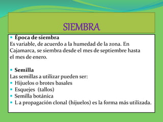 SIEMBRA
 Época de siembra
Es variable, de acuerdo a la humedad de la zona. En
Cajamarca, se siembra desde el mes de septiembre hasta
el mes de enero.
 Semilla
Las semillas a utilizar pueden ser:
 Hijuelos o brotes basales
 Esquejes (tallos)
 Semilla botánica
 L a propagación clonal (hijuelos) es la forma más utilizada.
 