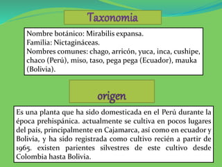 Nombre botánico: Mirabilis expansa.
Familia: Nictagináceas.
Nombres comunes: chago, arricón, yuca, inca, cushipe,
chaco (Perú), miso, taso, pega pega (Ecuador), mauka
(Bolivia).
Es una planta que ha sido domesticada en el Perú durante la
época prehispánica. actualmente se cultiva en pocos lugares
del país, principalmente en Cajamarca, así como en ecuador y
Bolivia, y ha sido registrada como cultivo recién a partir de
1965. existen parientes silvestres de este cultivo desde
Colombia hasta Bolivia.
 