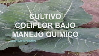 CULTIVO
COLIFLOR BAJO
MANEJO QUIMICO
RODRIGO ELI MUÑOZ
 