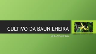 CULTIVO DA BAUNILHEIRA
VANILLA PLANIFOLIA
 