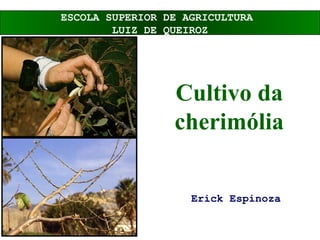 Cultivo da
cherimólia
Erick Espinoza
ESCOLA SUPERIOR DE AGRICULTURA
LUIZ DE QUEIROZ
 