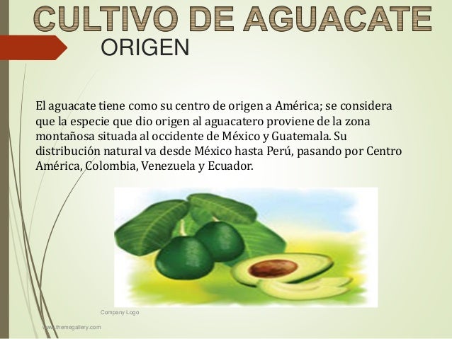 Cultivo de aguacate