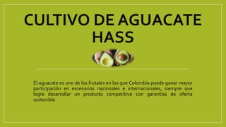 CULTIVO DE AGUACATE
HASS
El aguacate es uno de los frutales en los que Colombia puede ganar mayor
participación en escenarios nacionales e internacionales, siempre que
logre desarrollar un producto competitivo con garantías de oferta
sostenible.
 