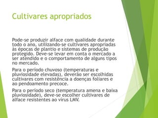Cultivares apropriados
Pode-se produzir alface com qualidade durante
todo o ano, utilizando-se cultivares apropriadas
às épocas de plantio e sistemas de produção
protegido. Deve-se levar em conta o mercado a
ser atendido e o comportamento de alguns tipos
no mercado.
Para o período chuvoso (temperaturas e
pluviosidade elevadas), deverão ser escolhidas
cultivares com resistência a doenças foliares e
ao pendoamento precoce.
Para o período seco (temperatura amena e baixa
pluviosidade), deve-se escolher cultivares de
alface resistentes ao vírus LMV.
 