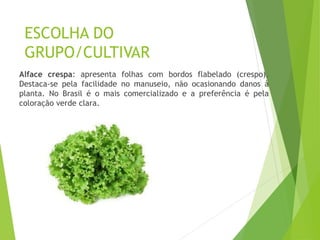 ESCOLHA DO
GRUPO/CULTIVAR
Alface crespa: apresenta folhas com bordos flabelado (crespo).
Destaca-se pela facilidade no manuseio, não ocasionando danos à
planta. No Brasil é o mais comercializado e a preferência é pela
coloração verde clara.
 