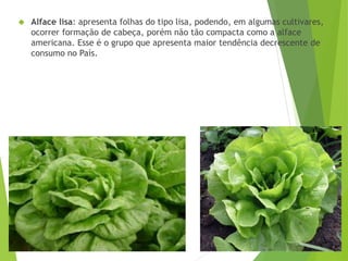  Alface lisa: apresenta folhas do tipo lisa, podendo, em algumas cultivares,
ocorrer formação de cabeça, porém não tão compacta como a alface
americana. Esse é o grupo que apresenta maior tendência decrescente de
consumo no País.
 