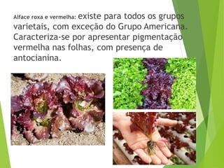 Alface roxa e vermelha: existe para todos os grupos
varietais, com exceção do Grupo Americana.
Caracteriza-se por apresentar pigmentação
vermelha nas folhas, com presença de
antocianina.
 