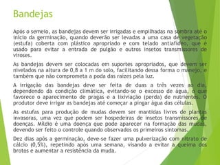 Bandejas
Após o semeio, as bandejas devem ser irrigadas e empilhadas na sombra até o
início da germinação, quando deverão ser levadas a uma casa de vegetação
(estufa) coberta com plástico apropriado e com telado antiafídeo, que é
usado para evitar a entrada de pulgão e outros insetos transmissores de
viroses.
As bandejas devem ser colocadas em suportes apropriados, que devem ser
nivelados na altura de 0,8 a 1 m do solo, facilitando dessa forma o manejo, e
também que não comprometa a poda das raízes pela luz.
A irrigação das bandejas deve ser feita de duas a três vezes ao dia,
dependendo da condição climática, evitando-se o excesso de água, o que
favorece o aparecimento de pragas e a lixiviação (perda) de nutrientes. O
produtor deve irrigar as bandejas até começar a pingar água das células.
As estufas para produção de mudas devem ser mantidas livres de plantas
invasoras, uma vez que podem ser hospedeiras de insetos transmissores de
doenças. Míldio é uma doença que pode aparecer na formação das mudas,
devendo ser feito o controle quando observados os primeiros sintomas.
Dez dias após a germinação, deve-se fazer uma pulverização com nitrato de
cálcio (0,5%), repetindo após uma semana, visando a evitar a queima dos
brotos e aumentar a resistência da muda.
 