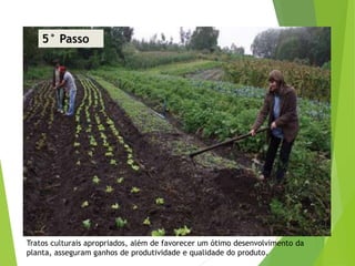 5° Passo
Tratos culturais apropriados, além de favorecer um ótimo desenvolvimento da
planta, asseguram ganhos de produtividade e qualidade do produto.
 