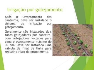 Irrigação por gotejamento
Após o levantamento dos
canteiros, deve ser instalado o
sistema de irrigação por
gotejamento.
Geralmente são instalados dois
tubos gotejadores por canteiro,
com gotejadores voltados para
cima e espaçamento máximo de
30 cm. Deve ser instalada uma
válvula de final de linha para
reduzir o risco de entupimento.
 