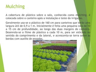 Mulching
A cobertura de plástico sobre o solo, conhecida como mulching, é
colocada sobre o canteiro após a instalação e teste da irrigação.
Geralmente usa-se o plástico de 160 cm para canteiros que terão uma
largura útil de 0,9 a 1 m. Inicialmente é feita uma pequena vala de 10
a 15 cm de profundidade, ao longo das duas margens do canteiro.
Desenrola-se o filme de plástico a cada 10 m, para ser esticado no
sentido do comprimento e da lateral, e acrescenta-se terra sobre as
bordas com auxílio de enxadas.
 