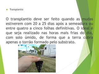  Transplantio
O transplantio deve ser feito quando as mudas
estiverem com 20 a 25 dias após a semeadura ou
entre quatro a cinco folhas definitivas. O ideal é
que seja realizado nas horas mais frias do dia,
com solo úmido, de forma que a terra cubra
apenas o torrão formado pelo substrato.
 