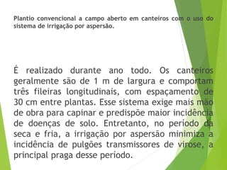 Plantio convencional a campo aberto em canteiros com o uso do
sistema de irrigação por aspersão.
É realizado durante ano todo. Os canteiros
geralmente são de 1 m de largura e comportam
três fileiras longitudinais, com espaçamento de
30 cm entre plantas. Esse sistema exige mais mão
de obra para capinar e predispõe maior incidência
de doenças de solo. Entretanto, no período da
seca e fria, a irrigação por aspersão minimiza a
incidência de pulgões transmissores de virose, a
principal praga desse período.
 
