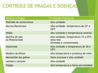 CONTROLE DE PRAGAS E DOENÇAS
Doenças e Pragas Condições Favoráveis
Podridão de esclerotínea Alta umidade
Murcha Bacteriana Alta umidade, temperatura de 22º a
26ºC
Míldio Alta umidade e temperaturas amenas
Queima da saia
ou Rizoctoniose
Alta umidade, temperatura 15 a 25ºC,
solos mal
drenados e contaminados
Septoriose Alta umidade e temperatura de 20 a
25ºC
Mosaico da Alface Alta temperatura e presença do vetor
Nematóide das galhas Solos arenosos e alta umidade
Lesmas e caracóis Alta umidade
Pulgão Alta temperatura e baixa pluviosidade
 