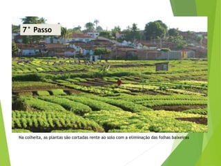 Na colheita, as plantas são cortadas rente ao solo com a eliminação das folhas baixeiras
7° Passo
 