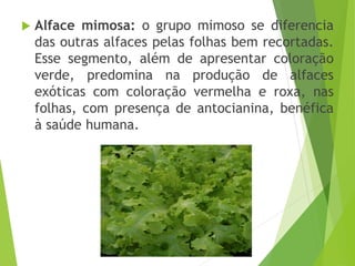  Alface mimosa: o grupo mimoso se diferencia
das outras alfaces pelas folhas bem recortadas.
Esse segmento, além de apresentar coloração
verde, predomina na produção de alfaces
exóticas com coloração vermelha e roxa, nas
folhas, com presença de antocianina, benéfica
à saúde humana.
 