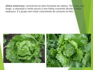 Alface americana: caracteriza-se pela formação da cabeça. Tem ciclo mais
longo, a coloração é verde escuro e tem folhas crocantes devido à maior
espessura. É o grupo com maior crescimento de consumo no País.
 