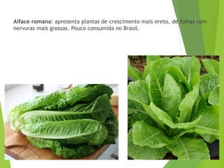 Alface romana: apresenta plantas de crescimento mais ereto, de folhas com
nervuras mais grossas. Pouco consumida no Brasil.
 