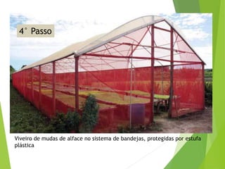 4° Passo
Viveiro de mudas de alface no sistema de bandejas, protegidas por estufa
plástica
 