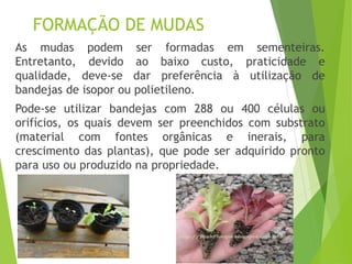 FORMAÇÃO DE MUDAS
As mudas podem ser formadas em sementeiras.
Entretanto, devido ao baixo custo, praticidade e
qualidade, deve-se dar preferência à utilização de
bandejas de isopor ou polietileno.
Pode-se utilizar bandejas com 288 ou 400 células ou
orifícios, os quais devem ser preenchidos com substrato
(material com fontes orgânicas e inerais, para
crescimento das plantas), que pode ser adquirido pronto
para uso ou produzido na propriedade.
 