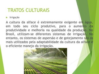 TRATOS CULTURAIS
 Irrigação
A cultura da alface é extremamente exigente em água,
em todo seu ciclo produtivo, para o aumento da
produtividade e melhoria na qualidade da produção. No
Brasil, utilizam-se diferentes sistemas de irrigação. No
entanto, os sistemas de aspersão e de gotejamento são os
mais utilizados pela adaptabilidade da cultura da alface e
o eficiente manejo da irrigação.
 