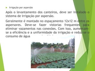  Irrigação por aspersão
Após o levantamento dos canteiros, deve ser instalado o
sistema de irrigação por aspersão.
Geralmente é montado no espaçamento 12x12 m entre os
aspersores. Deve-se fazer vistorias frequentes para
eliminar vazamentos nas conexões. Com isso, aumentam-
se a eficiência e a uniformidade da irrigação e reduz-se o
consumo de água e energia elétrica.
 