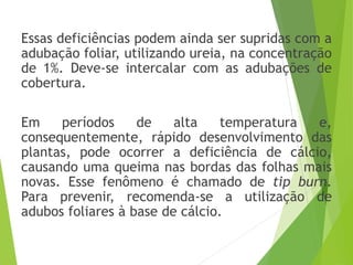 Essas deficiências podem ainda ser supridas com a
adubação foliar, utilizando ureia, na concentração
de 1%. Deve-se intercalar com as adubações de
cobertura.
Em períodos de alta temperatura e,
consequentemente, rápido desenvolvimento das
plantas, pode ocorrer a deficiência de cálcio,
causando uma queima nas bordas das folhas mais
novas. Esse fenômeno é chamado de tip burn.
Para prevenir, recomenda-se a utilização de
adubos foliares à base de cálcio.
 